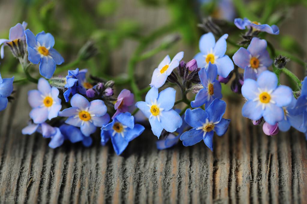 勿忘我的养殖方法和注意事项,勿忘我怎么养