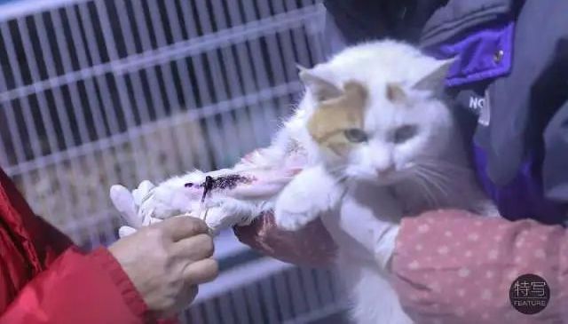 人得了猫癣越来越严重怎么办,怎么预防猫癣最有效的方法