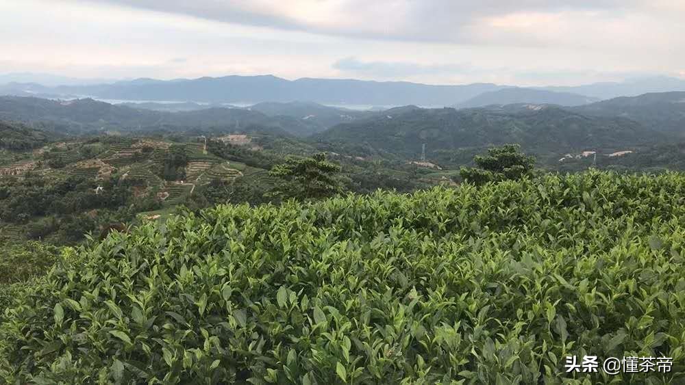 如何从包装辨别茶叶的质量,看包装怎么知道茶叶好坏