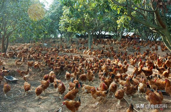 鸡群混感发病越来越多，如何正确治疗鸡病，我给你出方案
