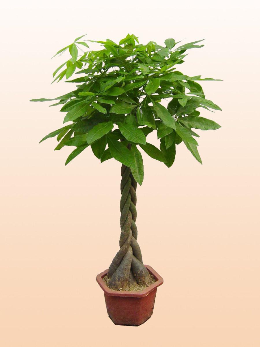 发财树应该怎么管理才不会死,发财树快死的表现