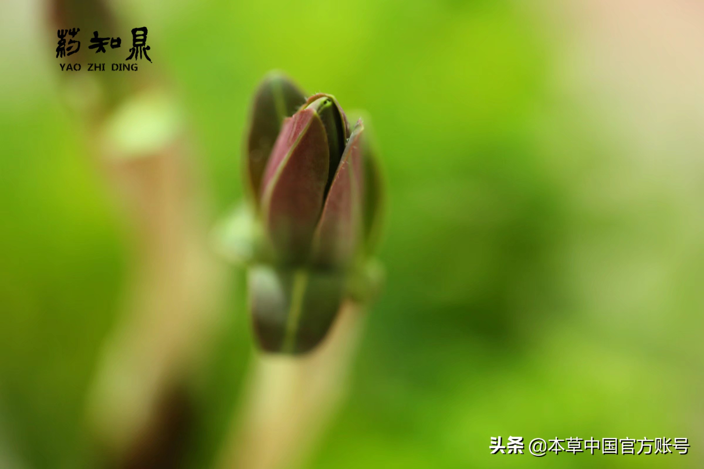 【本草百科·药知鼎——狼毒】花美却是恶毒之药，杀飞鸟走兽