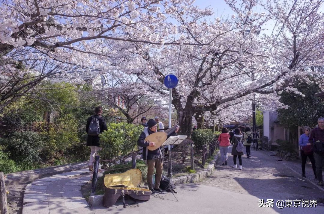 我在京都,攒下一整个春日的绝美樱色送给你。