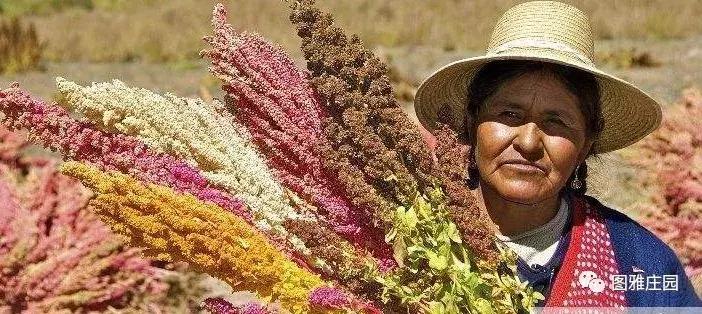 假如被困荒岛吃什么,假如你被困荒岛只能带三样东西