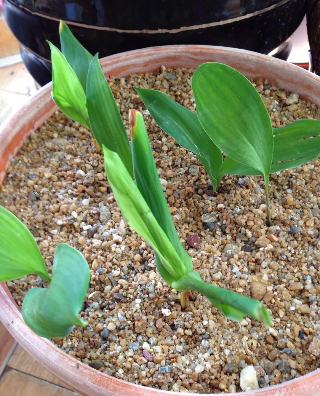 室内养花除虫小妙招,养花生虫最好的方法