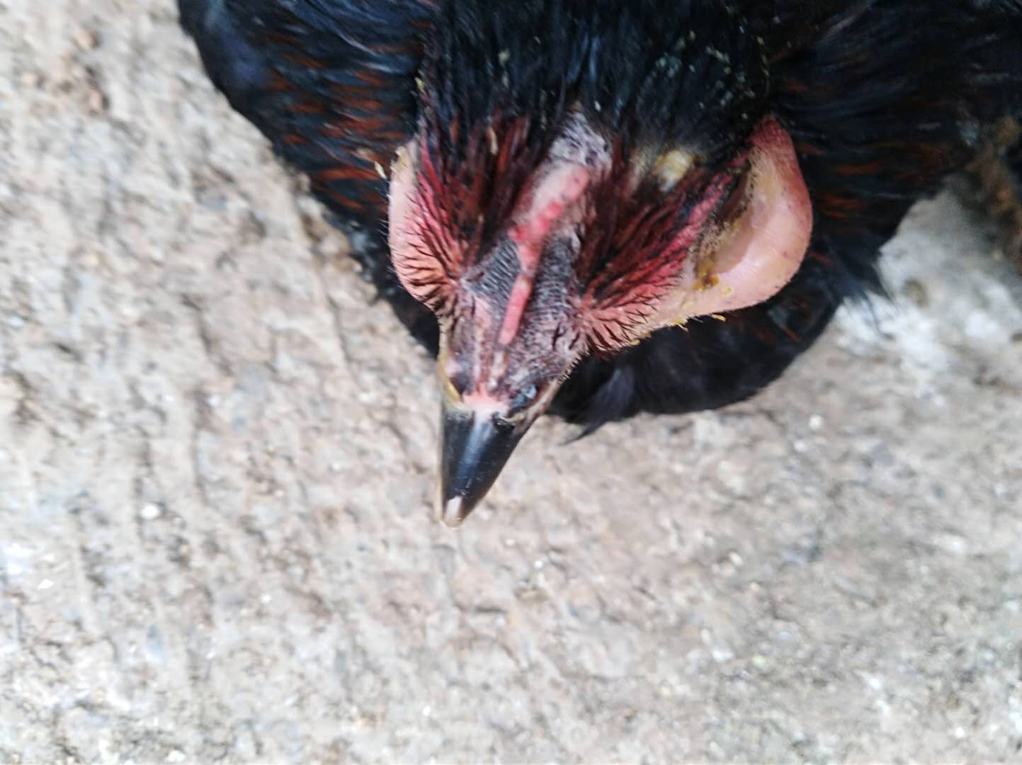 「禽病知识」鸡肿脸是是什么原因，哪些疾病会引起鸡脸肿