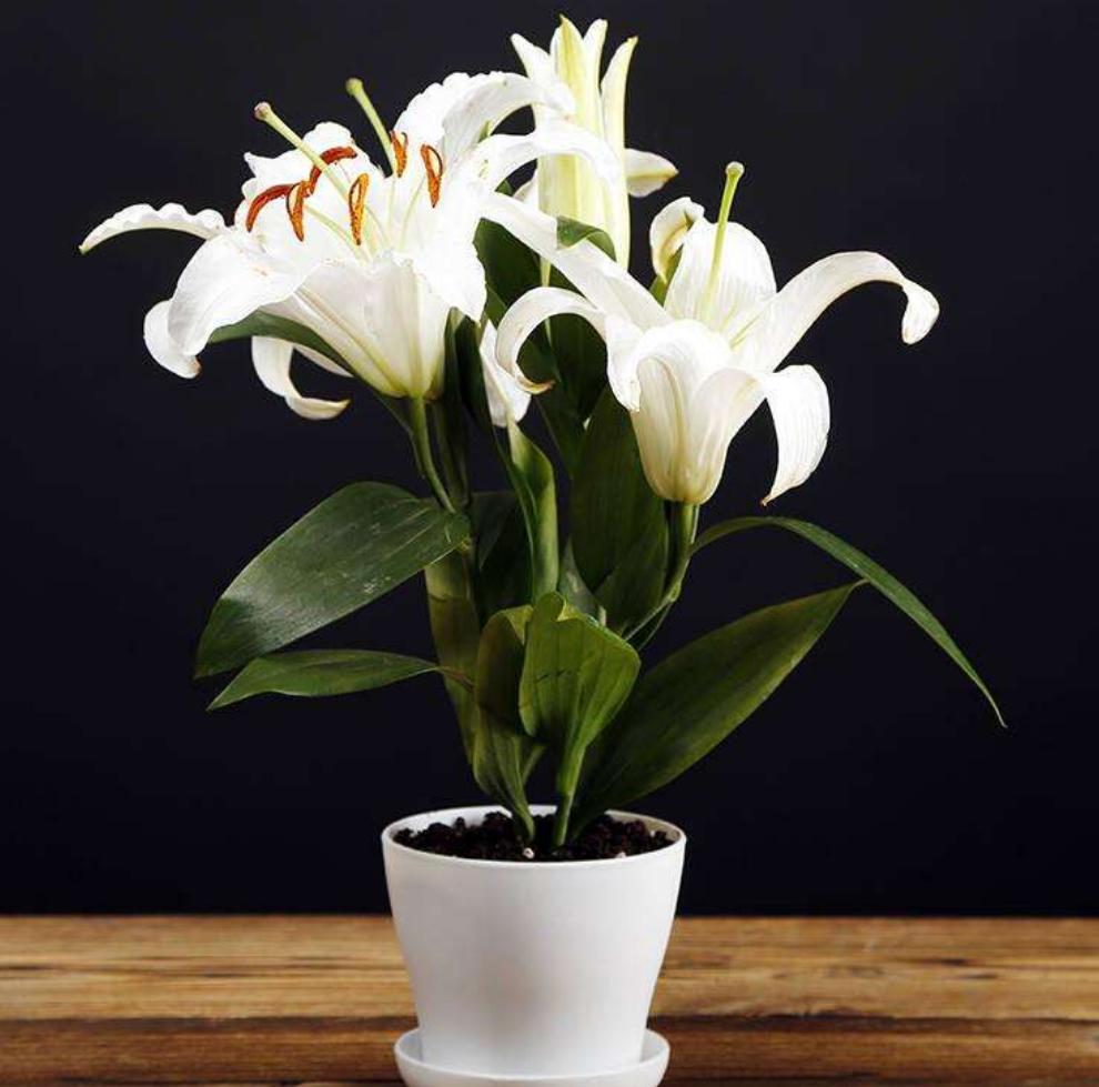 百合花如何养才能活得时间更长,百合花养花怎么才能让花期持久