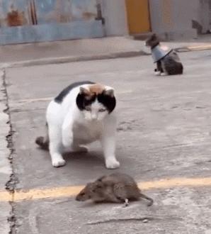 养猫首选这几种猫便宜好养,养猫推荐什么猫不会掉毛