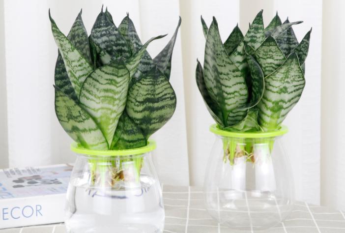 虎皮兰养着养着就蔫了是怎么回事,虎皮兰叶片发软怎么补救