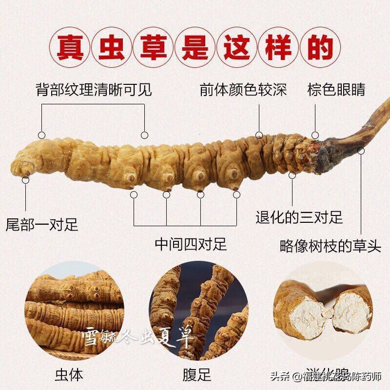 中药冬虫夏草的鉴定方法 (虫草中药材识别图片大全)