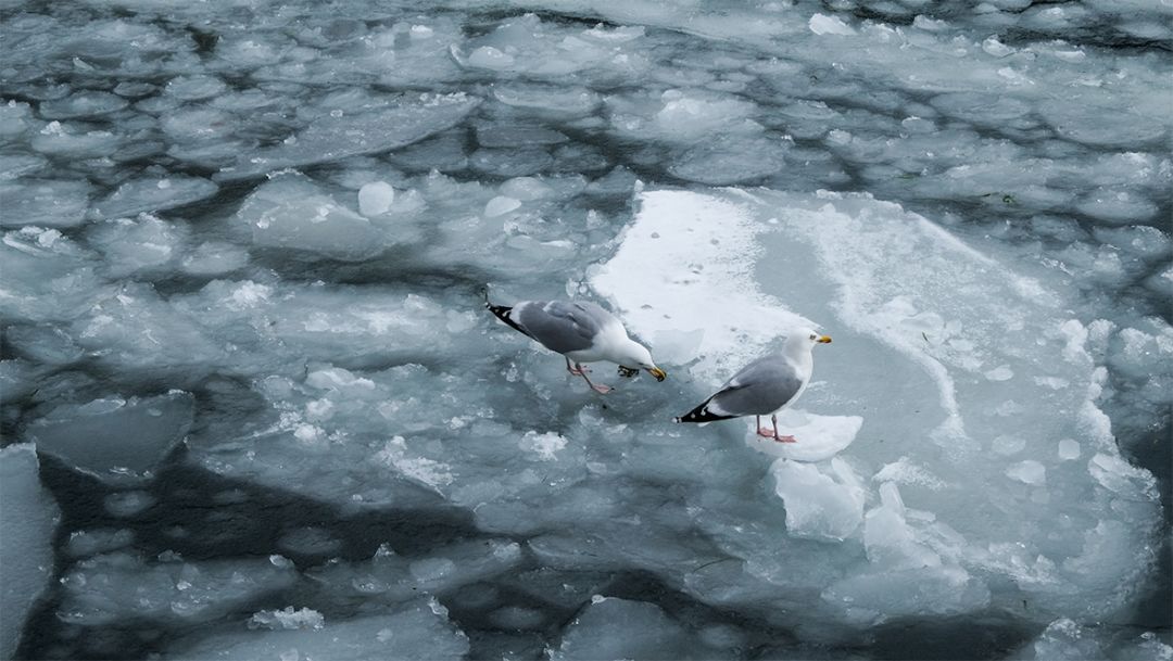 哥本哈根旅行视频,哥本哈根noma餐厅效果图