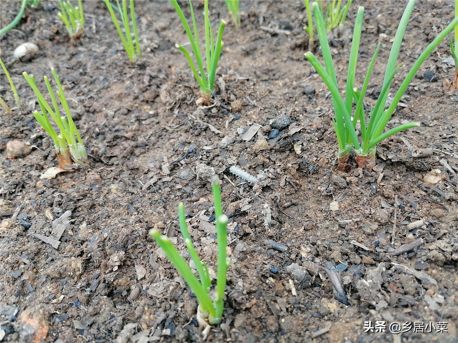 四季小香葱长得细怎么办,香葱高温时节怎么管理