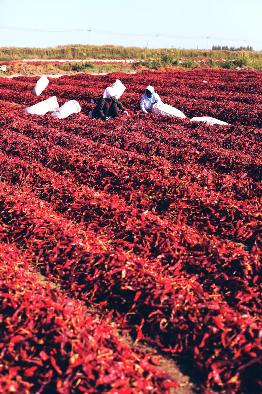 苏州女子探秘南疆巴州：这是一处色彩的世界，超出你的想象