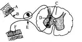 初中生物七年级下册知识点讲解,初一下册生物重点复习初中生学习