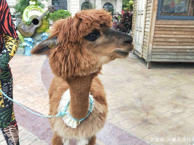 吉尼斯世界最大的马戏剧院,灵玲国际马戏城世界纪录