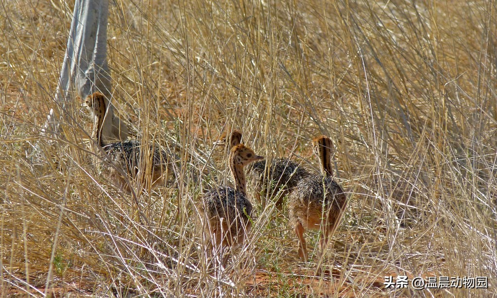 鸵鸟遇到危险会把头埋到沙子里吗,鸵鸟真的会将头埋在沙土里吗