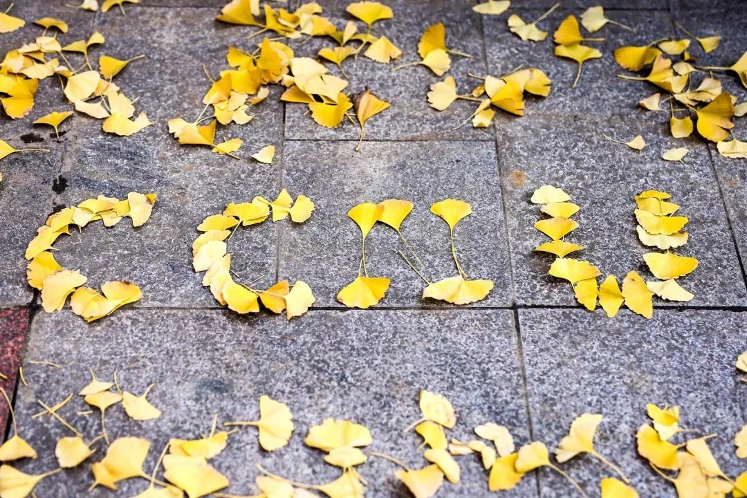 神仙颜值学校,神仙颜值校园