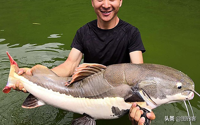 巨型招财猫红尾鲶国外,招财猫亚马逊河流