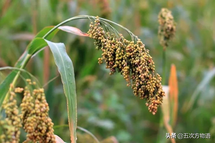 很多粮食作物原产南美洲,中国第一大粮食作物
