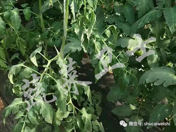 种的蔬菜卷叶是怎么回事,蔬菜的叶子有卷叶病怎么办