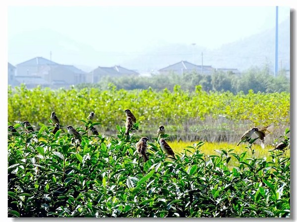 余姚四明湖开元山庄,余姚四明湖开元山庄自驾游