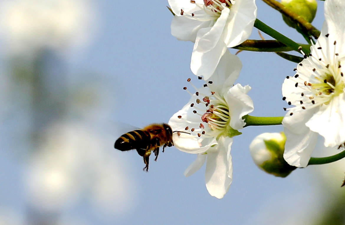二十四节气之清明,二十四节气清明介绍视频