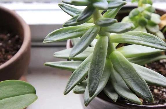 出差多肉怎么防雨,夏天要出门40天家里多肉该怎么办