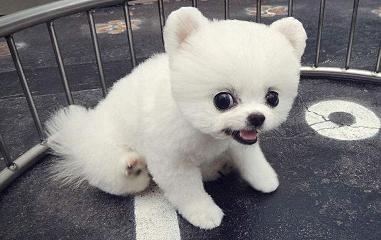 博美发情有什么症状,博美发情要制止吗