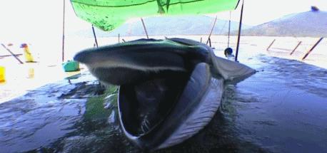 富二代儿童脊椎包,富人用小孩的脊椎做手提包