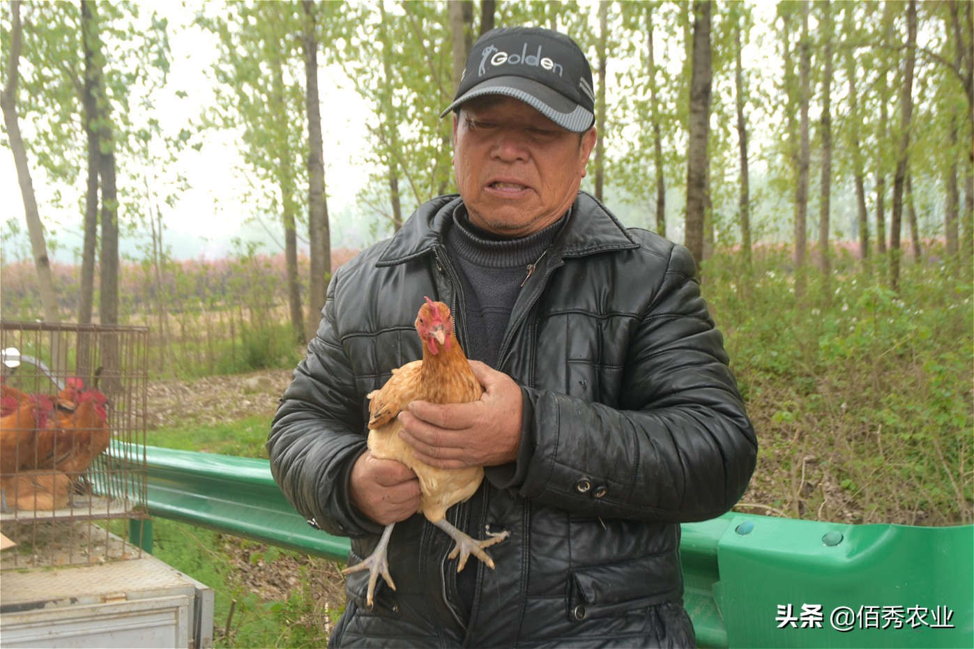 农村大叔养鸡150元一斤,农村大叔卖60元一斤