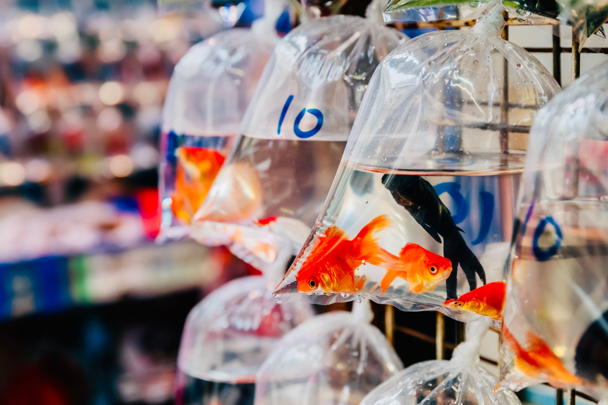 eosm6入门级相机,佳能微单m6样张