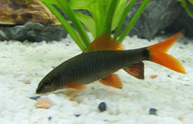 观赏鱼黑鲨怎样繁殖,黑鲨观赏鱼能长多大