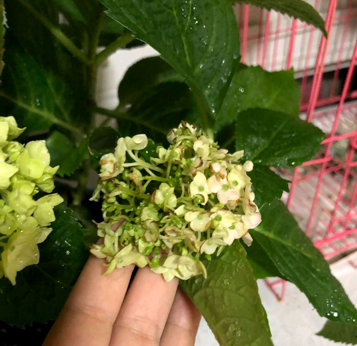 绣球花不缺水但是叶片打蔫,绣球花冬季叶子发蔫掉叶是啥情况