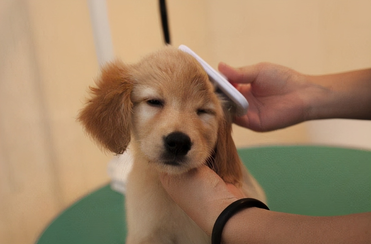 狗狗毛发干枯无光泽怎么打理,狗狗毛发粗糙怎么改善