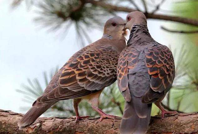 高清童年常见飞禽篇(值得珍藏)