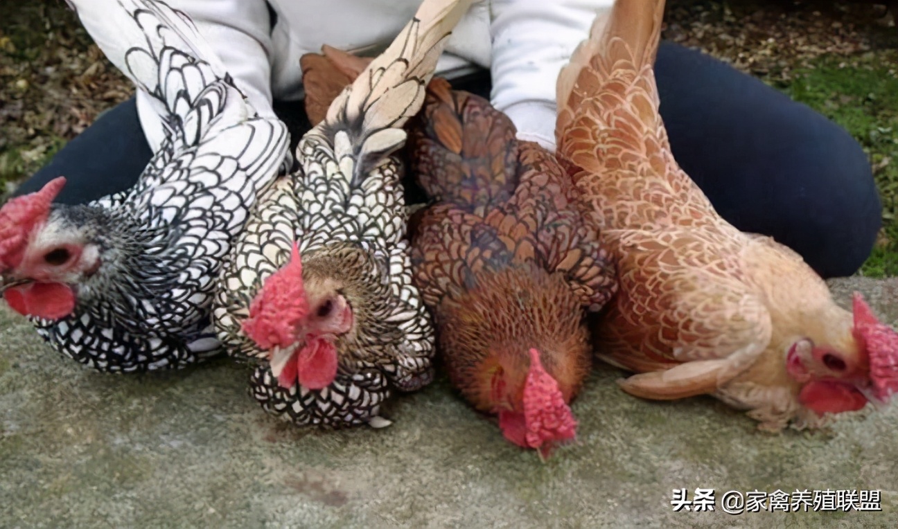 农民发明养鸡奇招轻松养5万只,养鸡牛人的致富绝招有哪些