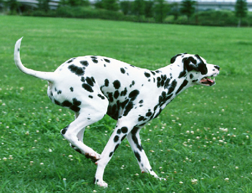 每日一犬,大麦町犬和小麦町犬的区别