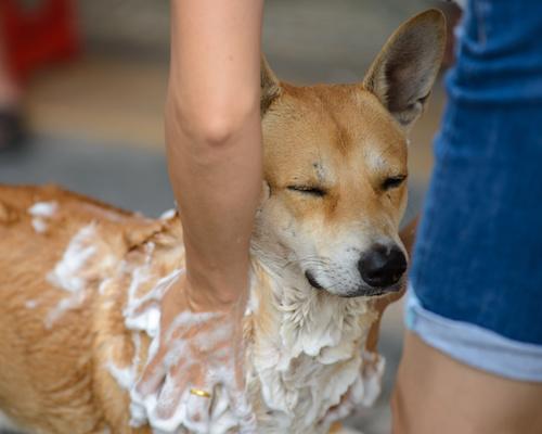幼犬几个月后就不会生病,幼犬洗澡有点感冒