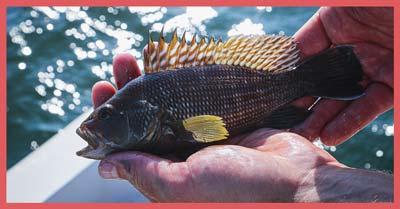 鱼钩钩到大拇指怎么处理,鱼钩不小心钩到人怎么办