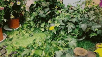 龙湖成都金楠天街,成都龙湖金楠天街哪一期最好