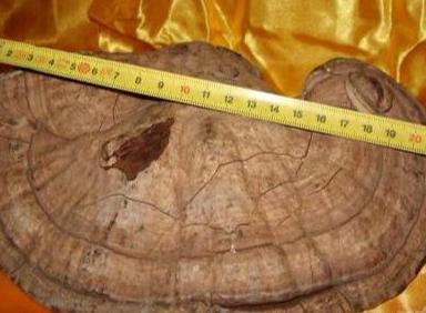 棺材菌里面是怎样的,棺材菌稀罕吗有什么作用