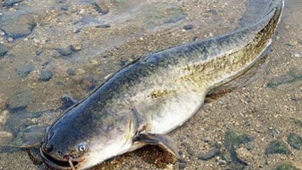 怎么钓鲶鱼有蚯蚓,如何垂钓黑坑鲶鱼