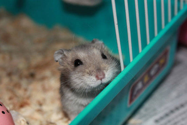 调皮仓鼠,仓鼠手动磨粉器