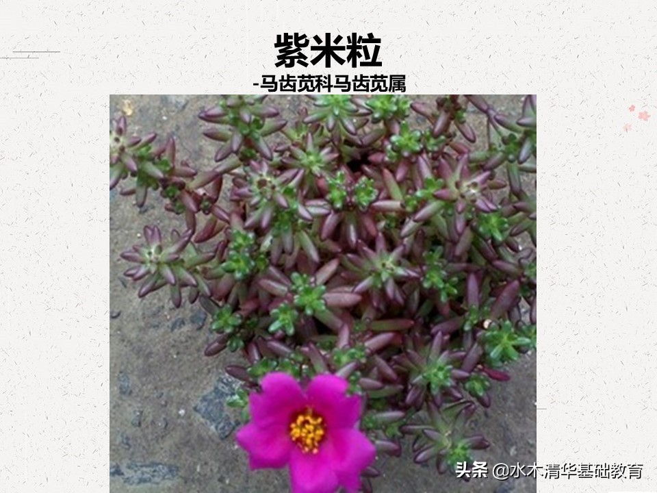 梦幻女王多肉植物百科图谱,原产地多肉植物图谱pdf