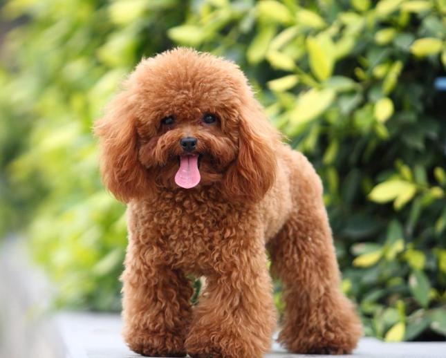 泰迪脱毛发痒怎么办,灰泰迪皮肤发黑脱毛怎么回事