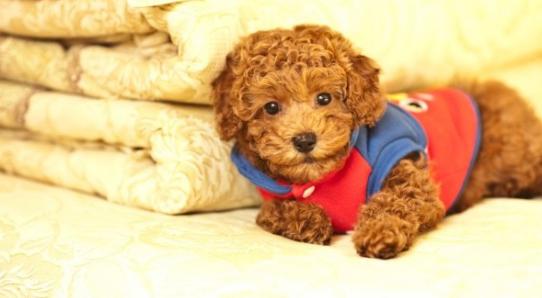 狗狗超喜欢的几种食物其实有剧毒,狗狗喜欢吃的宠物零食