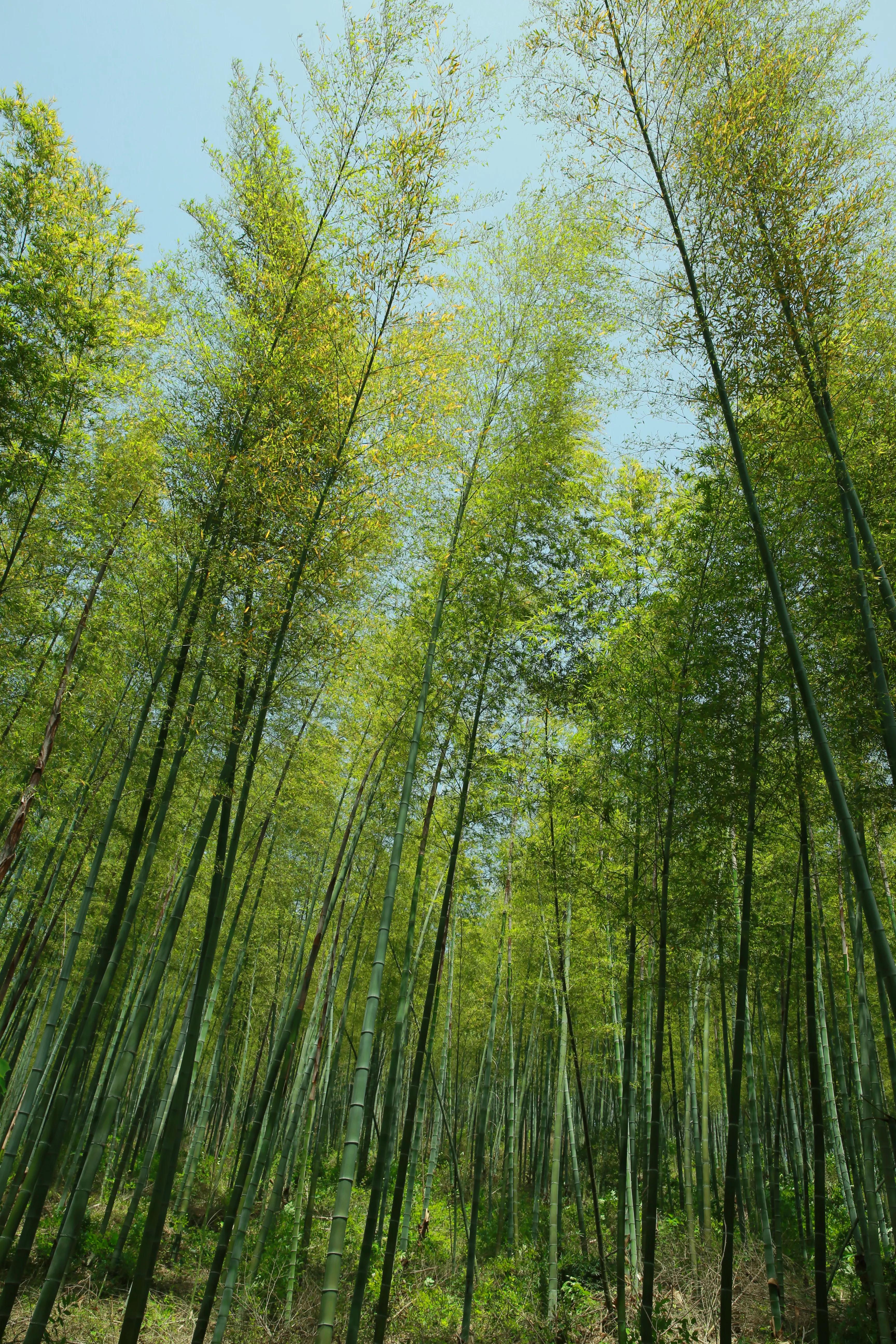 石塘竹海适合小孩子玩吗,南京江宁石塘竹海怎么样