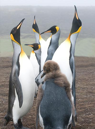 东江揽胜,惠州淡水常见鸟类图谱