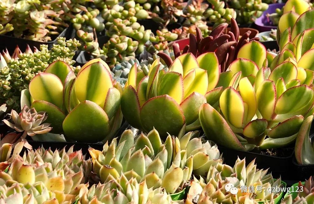 河北曲周多肉植物批发,曲周县西木多肉科技