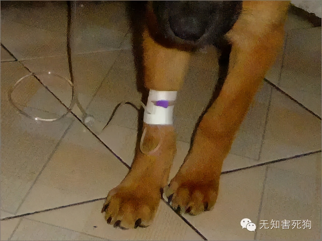 怎么给小狗打针打吊瓶,在家怎么给小狗狗打疫苗